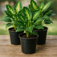 Dieffenbachia Mariana S14